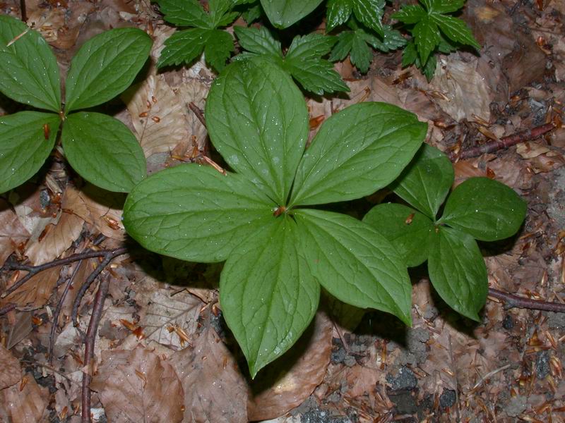 Paris quadrifolia / Erba crociona